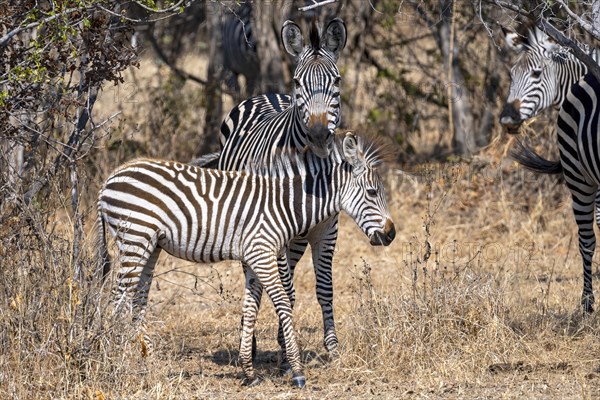 Plains Zebra of the subspecies crawshay's zebra