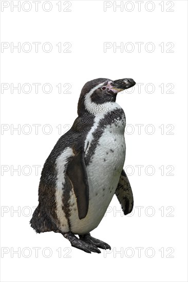 Humboldt penguin