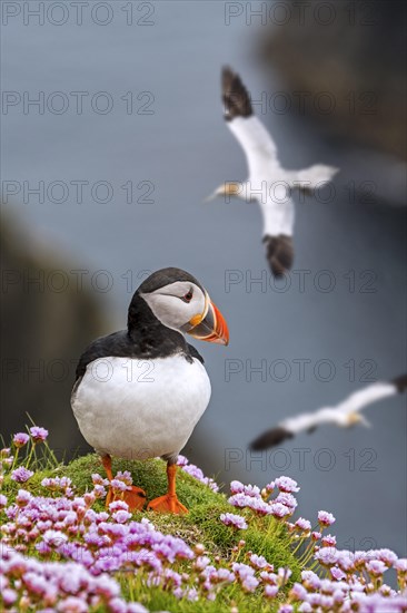 Atlantic puffin