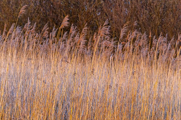 Reeds on the shore of Lake Duemmer