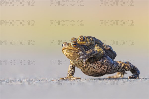 Female common toad