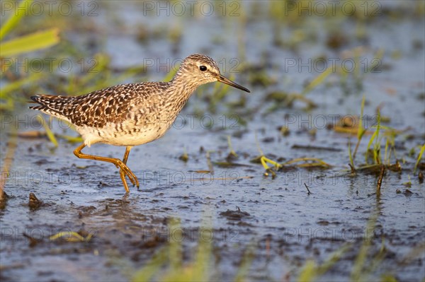 Wood Sandpiper