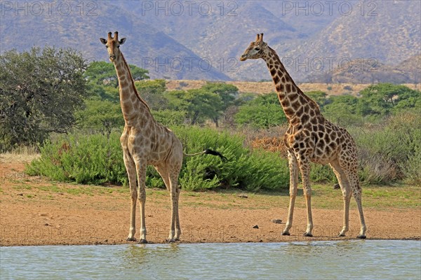 Southern giraffe