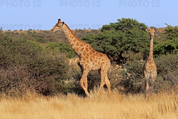 Southern giraffe