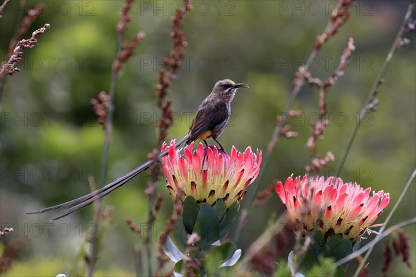 Cape sugarbird