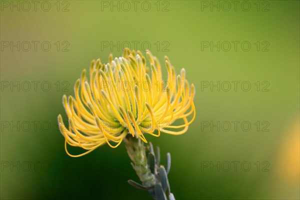 Pincushion Protea