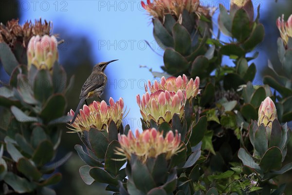 Protea aristata