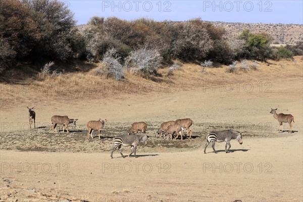 Zambezi greater kudu