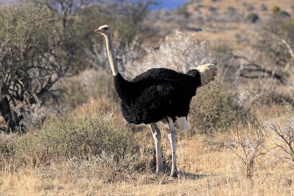 South African ostrich