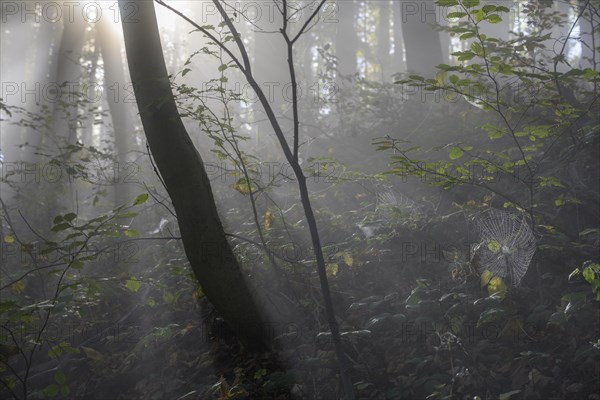 Misty atmosphere in the forest