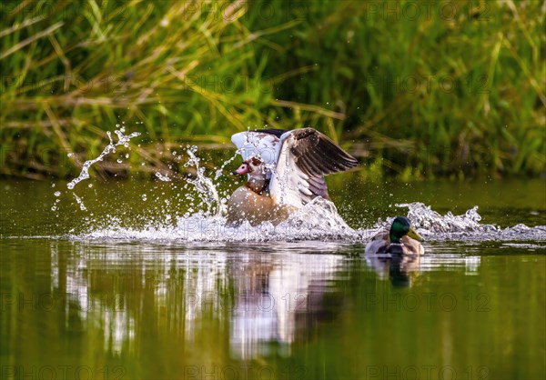 Landing Egyptian Goose