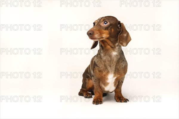 Miniature rabbit dachshund