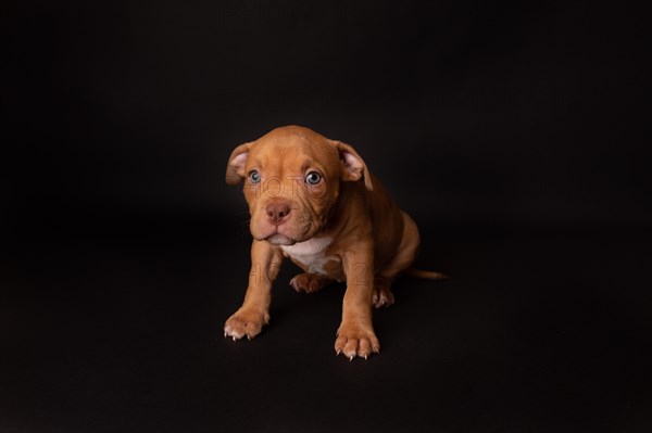 Puppy American Pit Bull Terrier sit on black background in studio