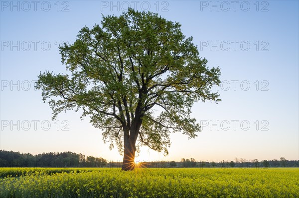 English oak