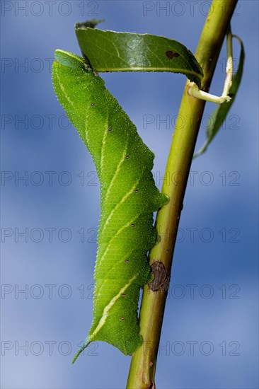 Evening peacock caterpillar hanging on stalk with green leaves feeding looking up against blue sky