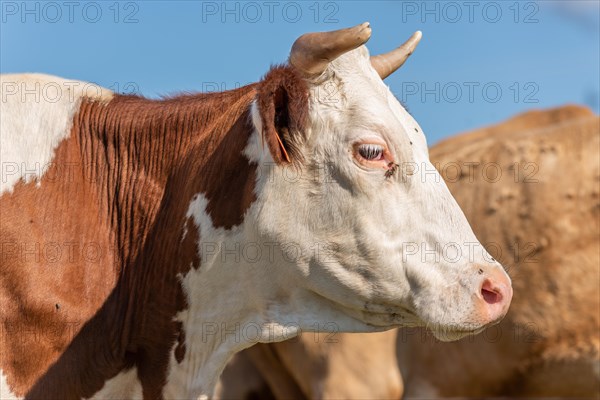 Montbeliarde cow portrait in a pasture in summer. Doubs