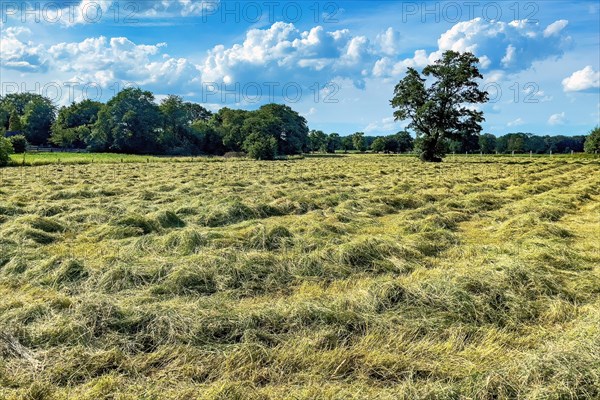 Hay on freshly mown field