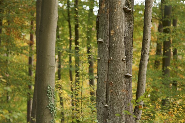 Tree fungi