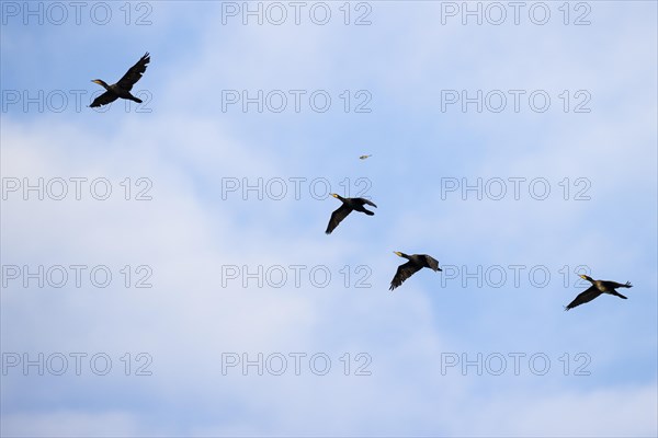 Great cormorant