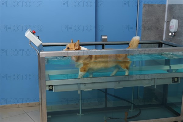 Dog rehabilitation on a water treadmill. animal health