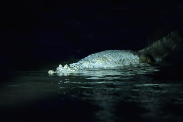 Black caiman