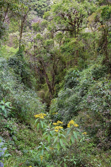 Tropical Cloud Forest landscape