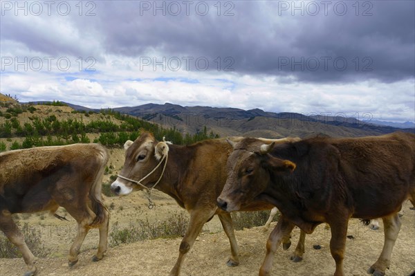 Cows walking on road