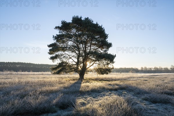 Scots pine