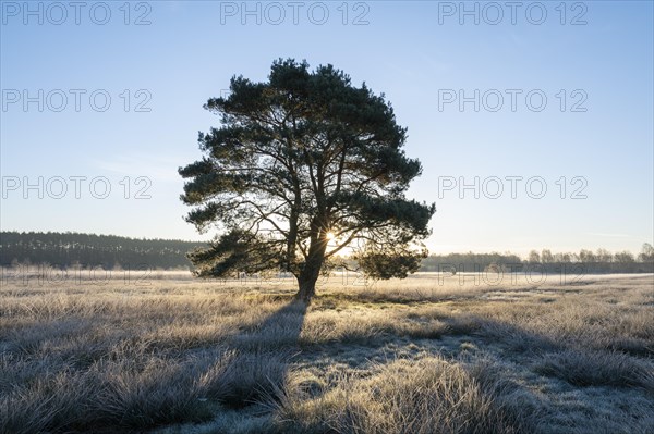 Scots pine