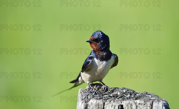 Barn swallow