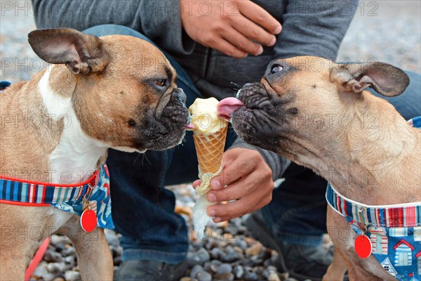 Two brown French Bulldog dogs eating vanilla ice cream in a cone in summer