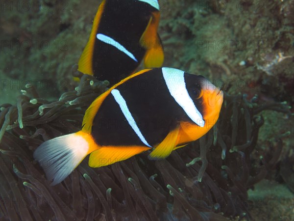 Allards clownfish