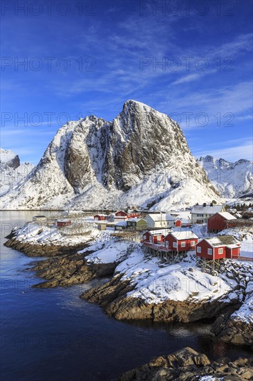 Red rorbuer in winter