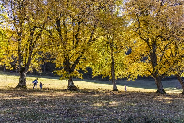 Avenue of lime trees at the foot of the Teckberg with hikers