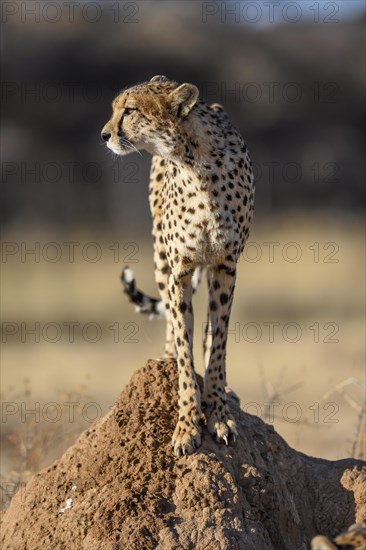 Cheetah