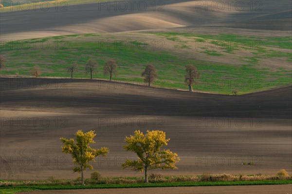 Beautiful Moravian fields with avenues of trees shrouded in morning fog. Czech Republic