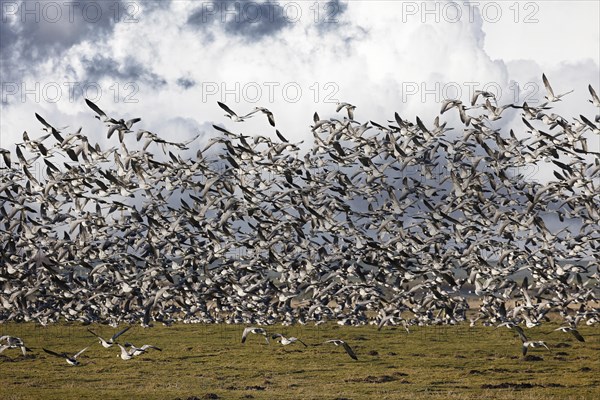 Barnacle Geese