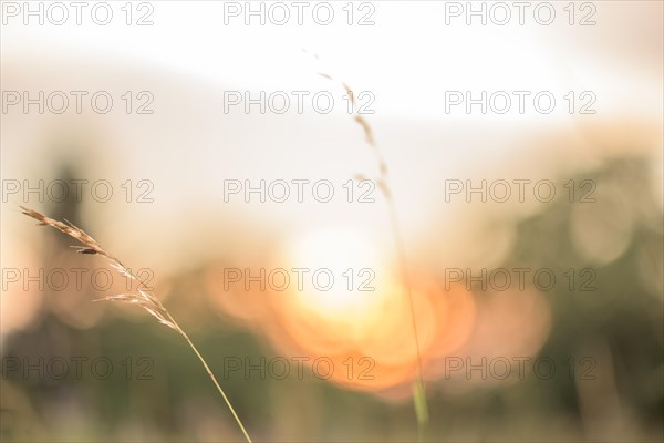 Grass silhouette on blurred background in front of sunset. Alsace