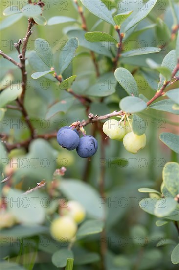 Bog bilberry