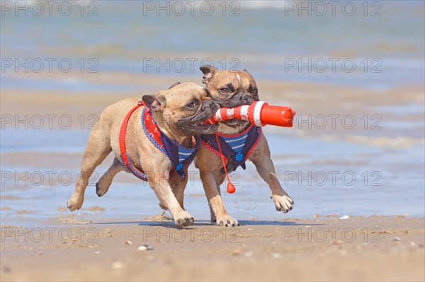 Two French Bulldog dogs on vacations playing fetch with a maritime dog toy at beach on island Texel