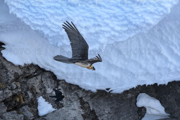 Bearded vulture