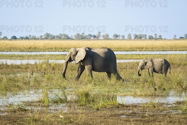 African elephant