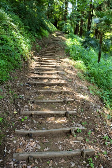 Picture of a wooden stairs made from tree trunks