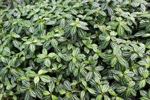 Green leaves of the spring season