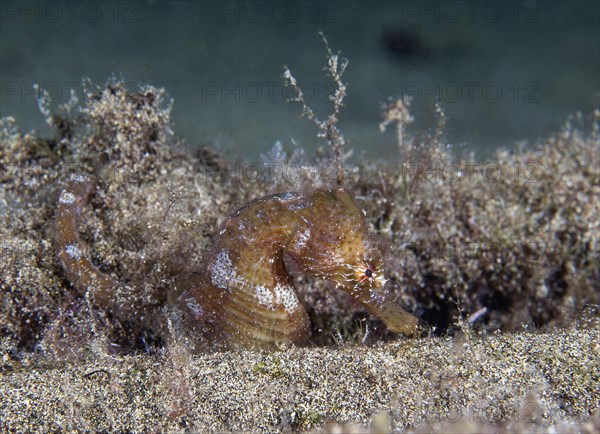 Short-snouted seahorse