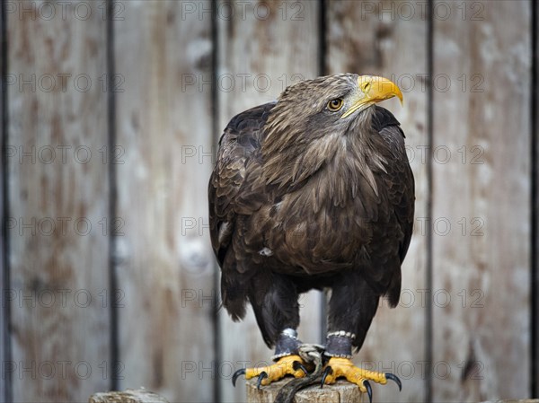 Black Kite