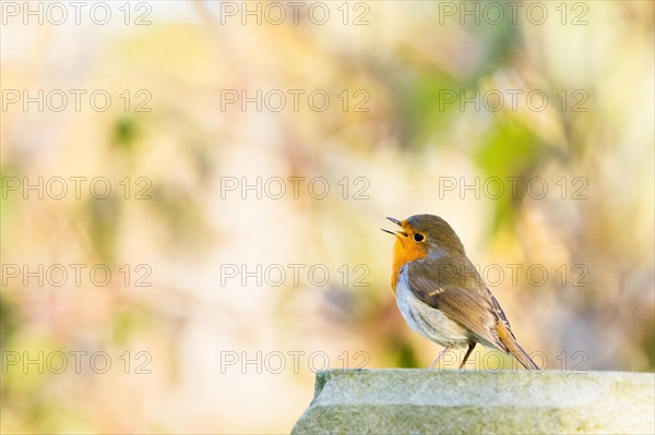 Singing european robin