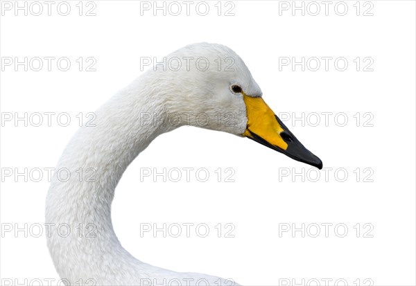 Whooper swan