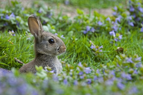 European rabbit