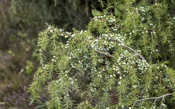 Common juniper